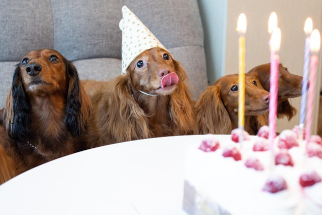 Three dogs sitting at a table, wearing party hats. Image by glenn.jk han from Pixabay.&nbsp;